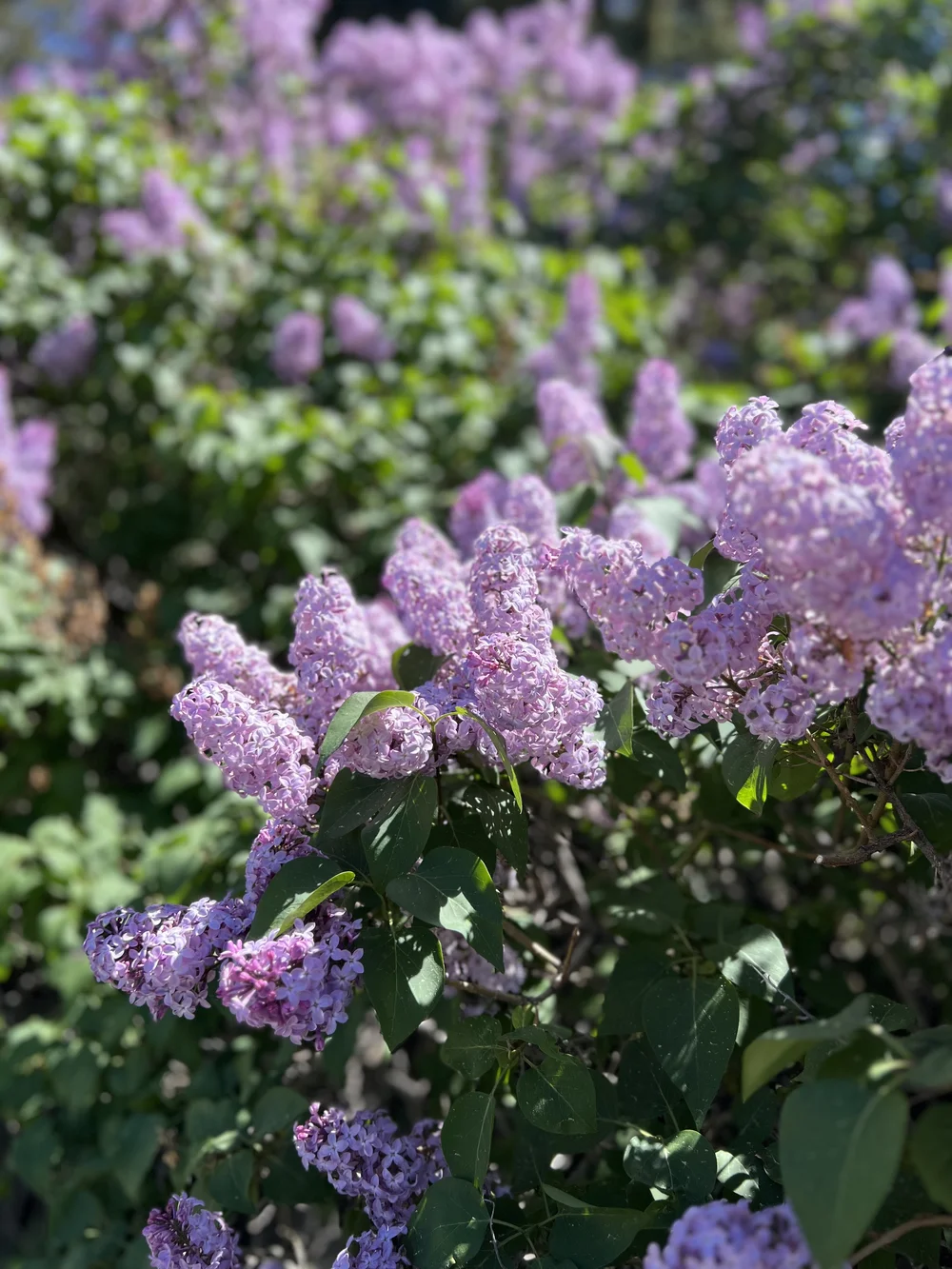 lilacs